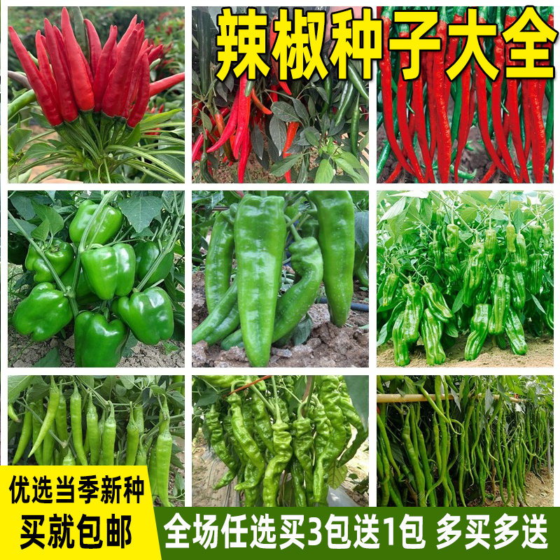 辣椒种子小米椒牛角椒甜椒青椒长线椒杭椒盆栽蔬菜辣椒种籽孑大全