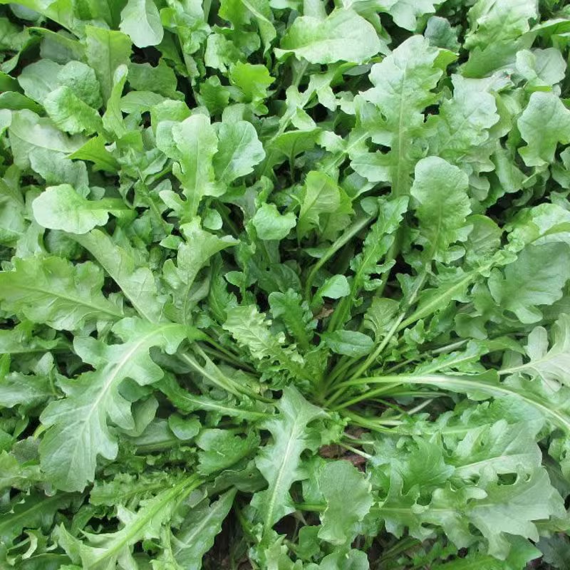 大叶荠菜种子易种叶菜种籽