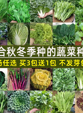 小白菜香菜菠菜生菜秋冬季菜种子
