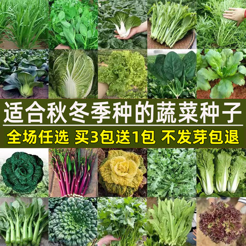 小白菜香菜菠菜生菜秋冬季菜种子