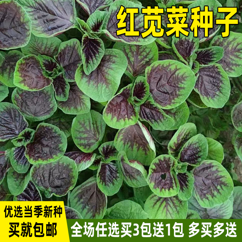 红苋菜种子野菜籽春季汉菜种籽青菜种孑四季盆栽阳台庭院蔬菜种子-封面