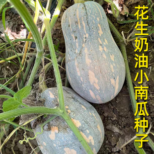 花生南瓜种子奶油南瓜种孑小南瓜种籽春季秋季阳台四季播蔬菜种子