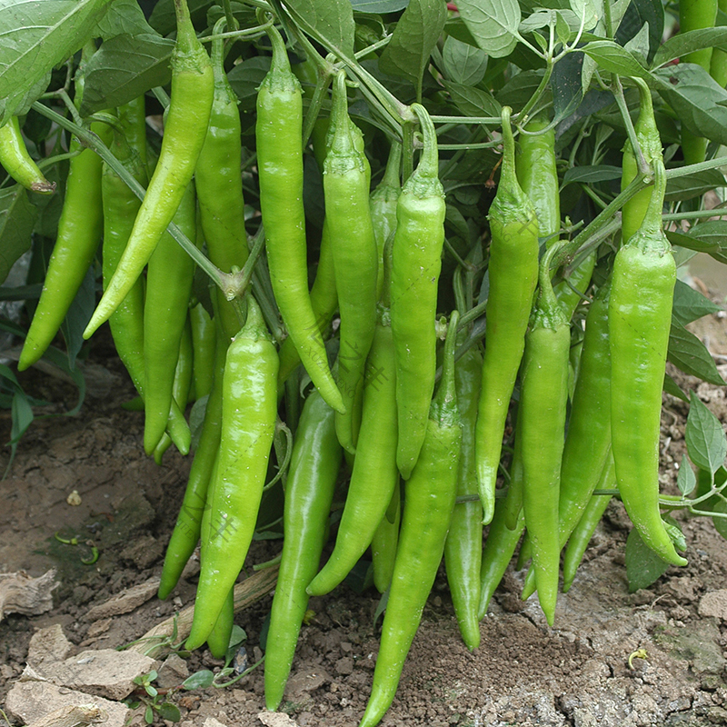 杭椒种子微辣薄皮辣椒种子易种