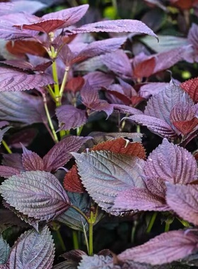紫苏种子苏子种籽食用香草种子野菜籽四季盆栽花种子易种蔬菜种子