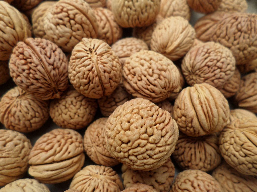 原籽脑密纹桃核佛念珠手串原料