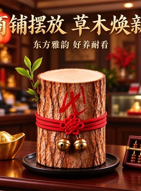 【雷击和生合贝才】能开花的香龙血树木绿植树木摆件