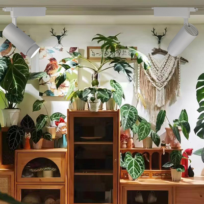 龙兰舌块根鹿角蕨盆栽生长补光灯