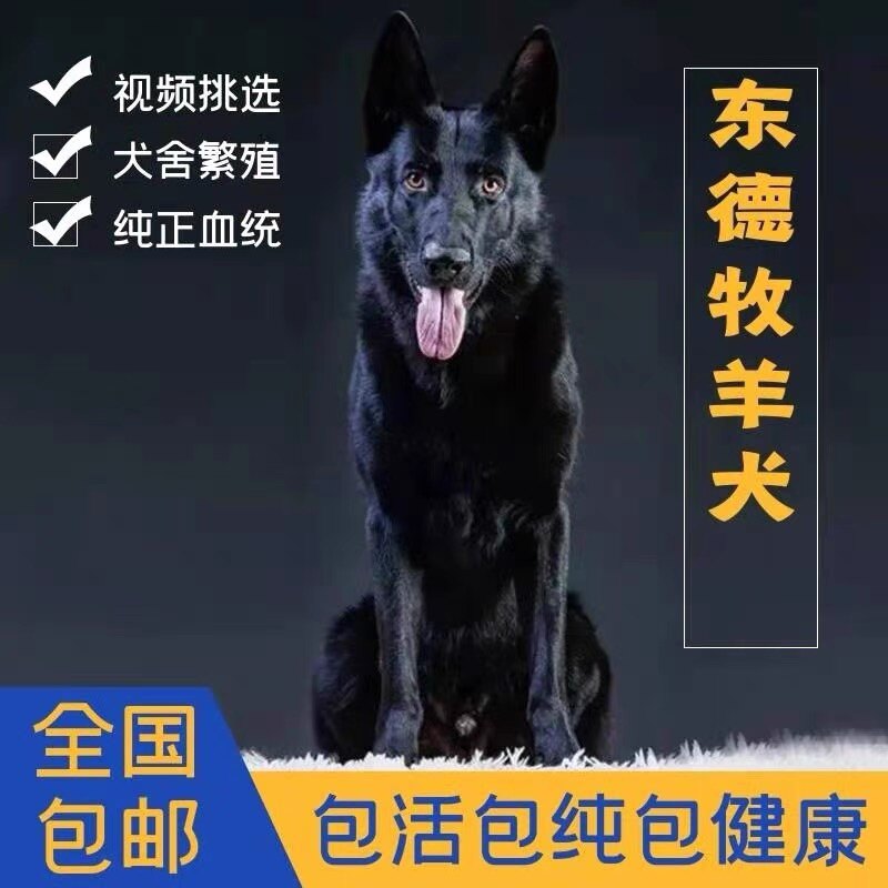 太极东德牧羊犬幼犬纯种东德牧羊犬幼犬纯黑色狼灰色东德黑色德牧