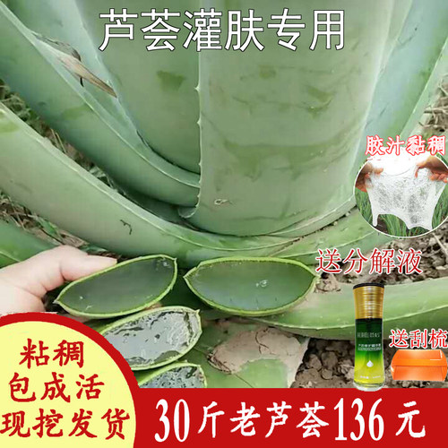 30斤美容院专用芦荟纳豆盆栽苗