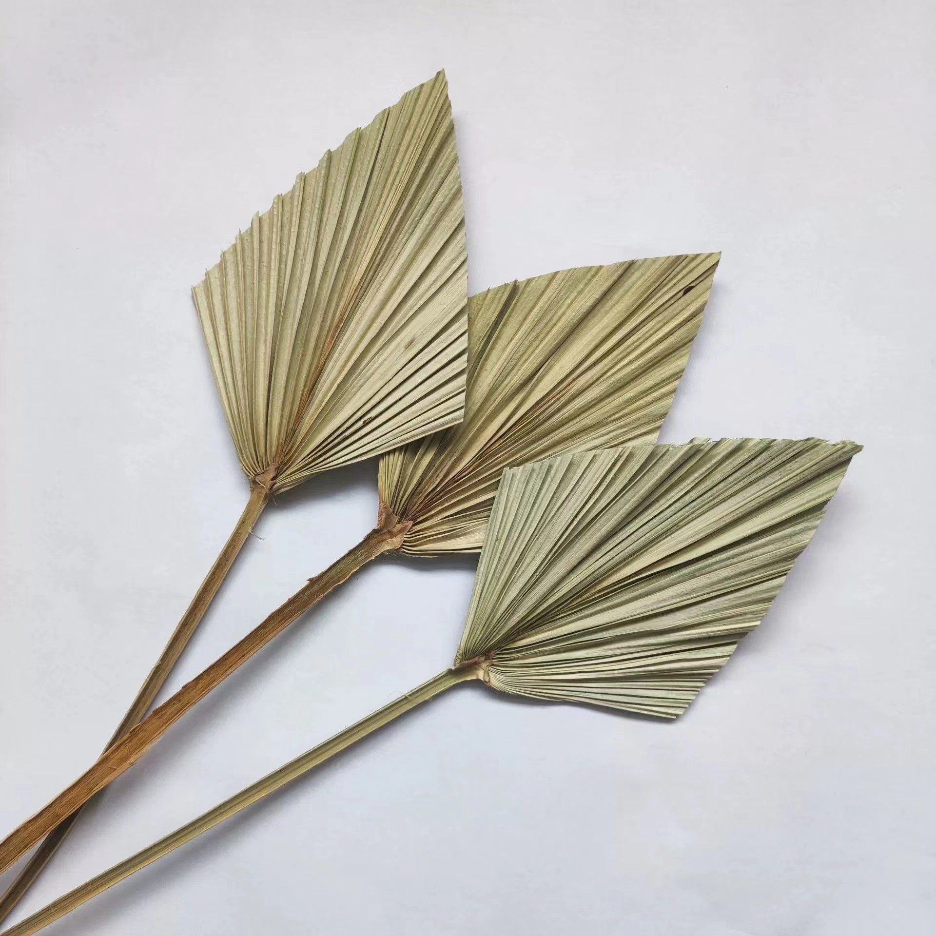 橱窗装饰迷你小号菱形蒲葵干花蒲扇叶婚礼场景布置插花原材棕榈叶