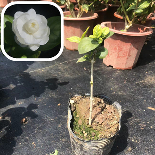 独杆宝珠茉莉花盆栽圆叶宝珠小荷花阳台庭院花卉绿植芳香浓郁易养