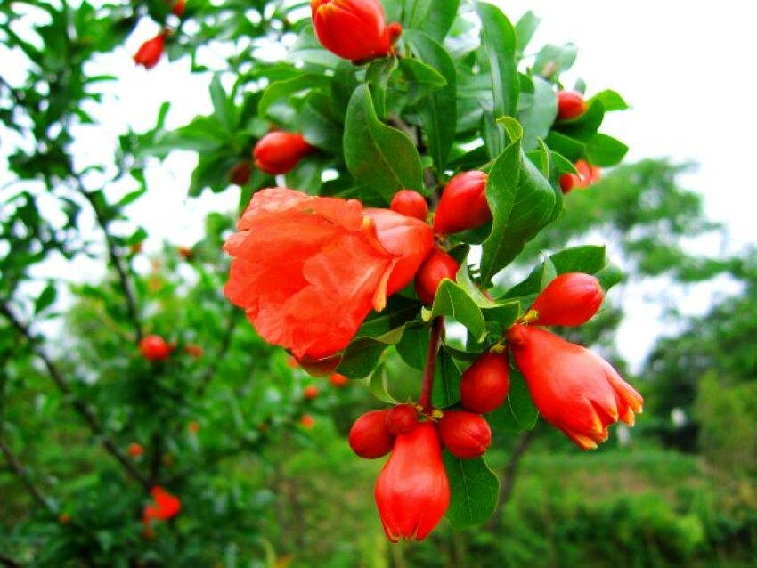 包邮潮汕家庭抹草仙草苗红花苗 瑞草 庭院盆栽植物喜庆吉祥树苗