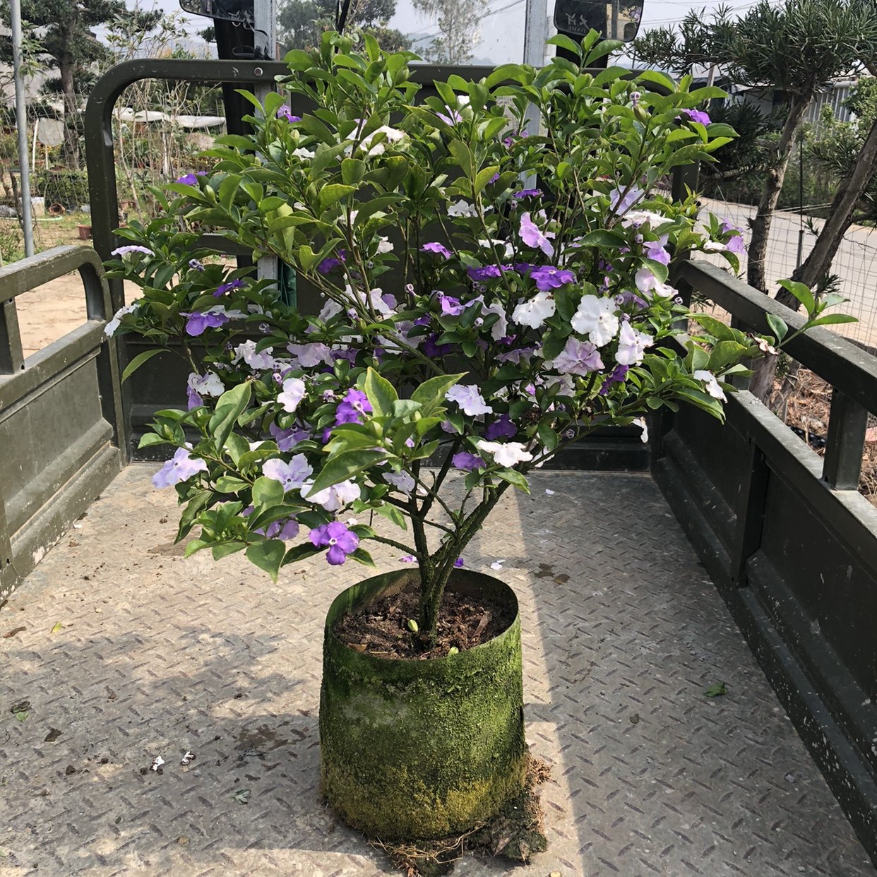 鸳鸯双色茉莉老桩盆栽阳台客厅庭院盆景浓香型植物四季开花易种活