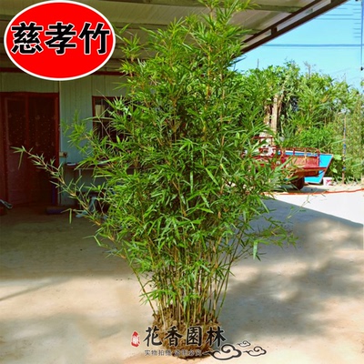 慈孝竹米竹盆栽庭院竹子苗孝顺竹