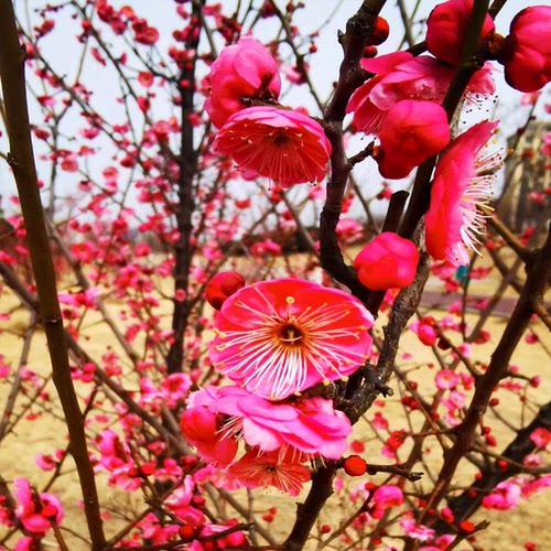 庭院梅花树红梅树苗素心腊梅