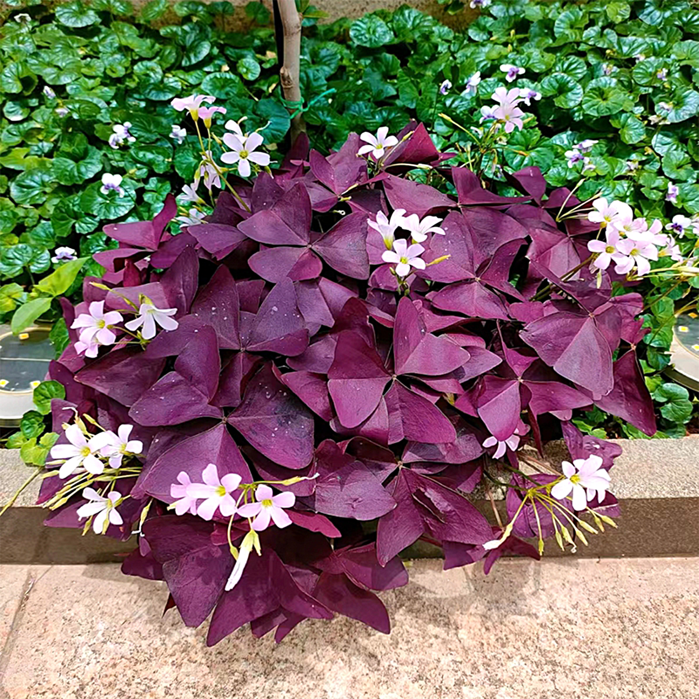 球根四季花卉植物紫蝴蝶盆栽