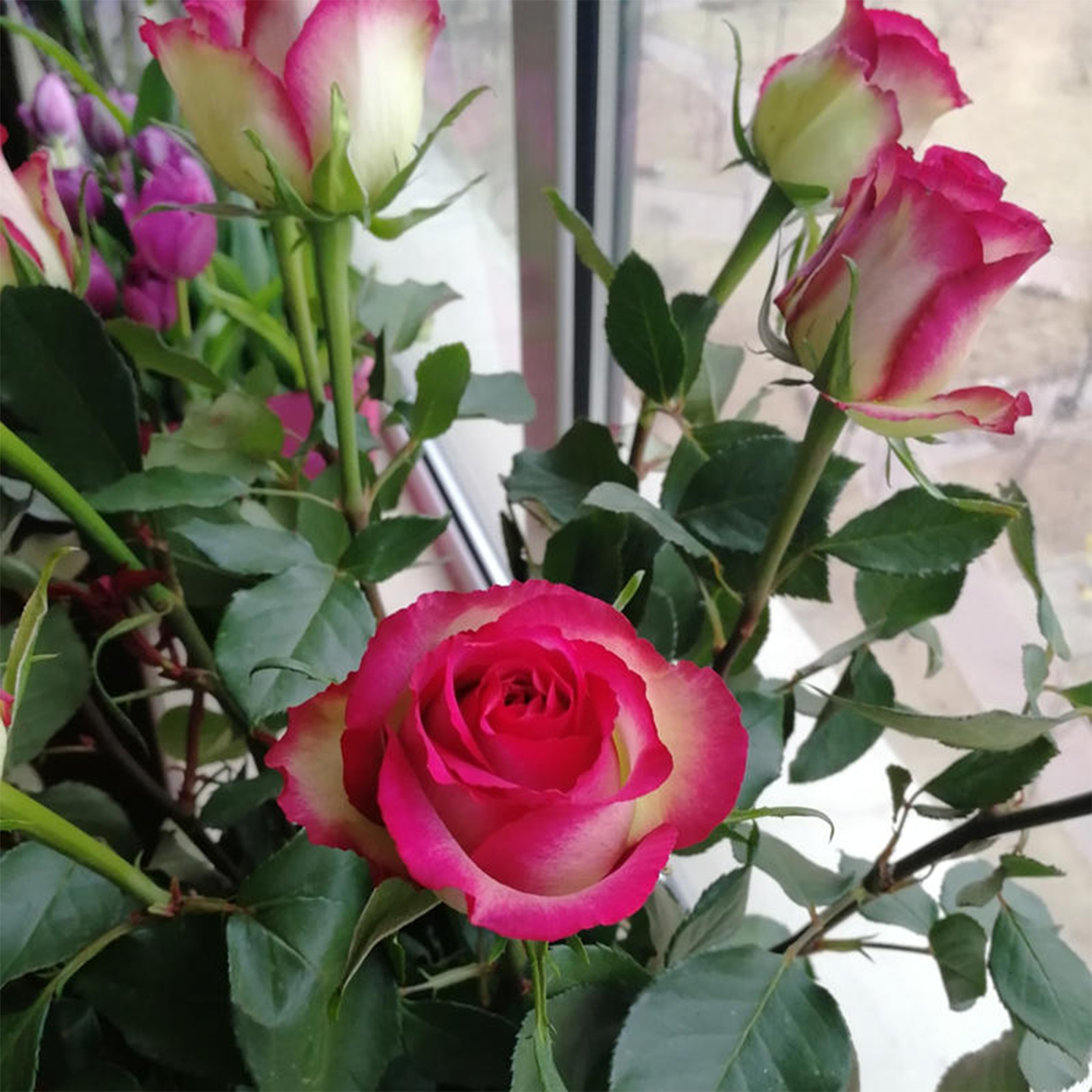 梦露月季玫瑰花苗阳台庭院