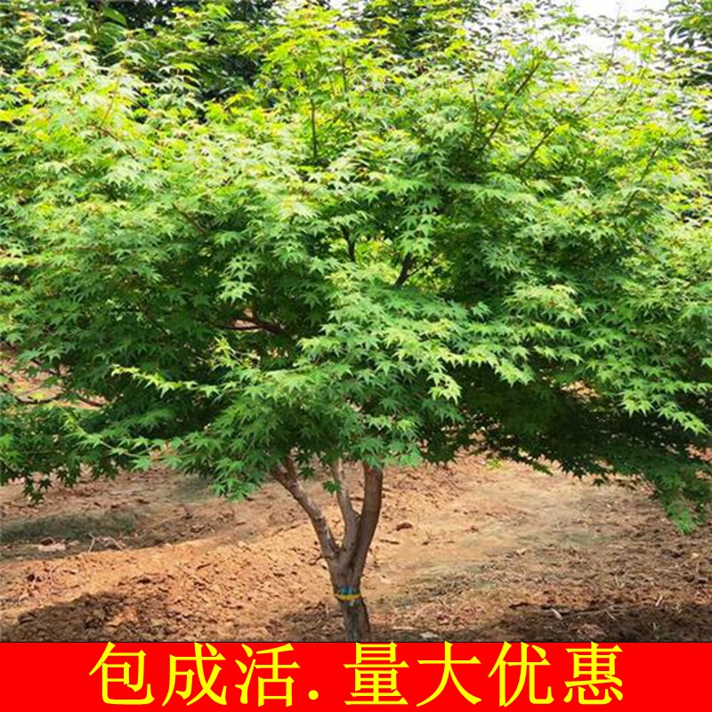 鸡爪槭树苗四季青枫室内外盆栽庭院别墅植物绿化苗鸡爪槭树种老桩
