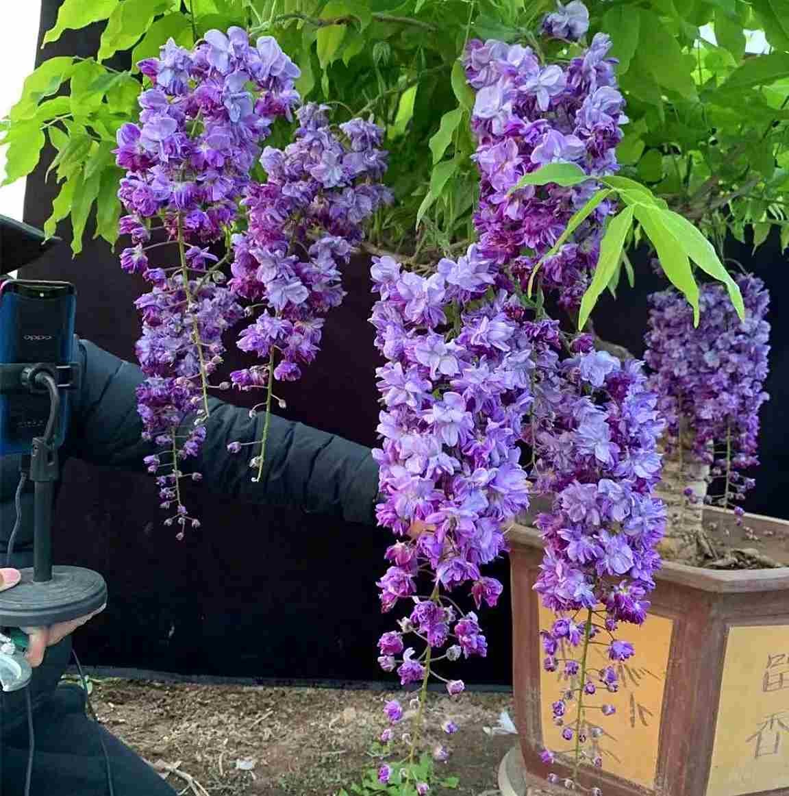 大花紫藤树苗爬藤植物庭院攀援花