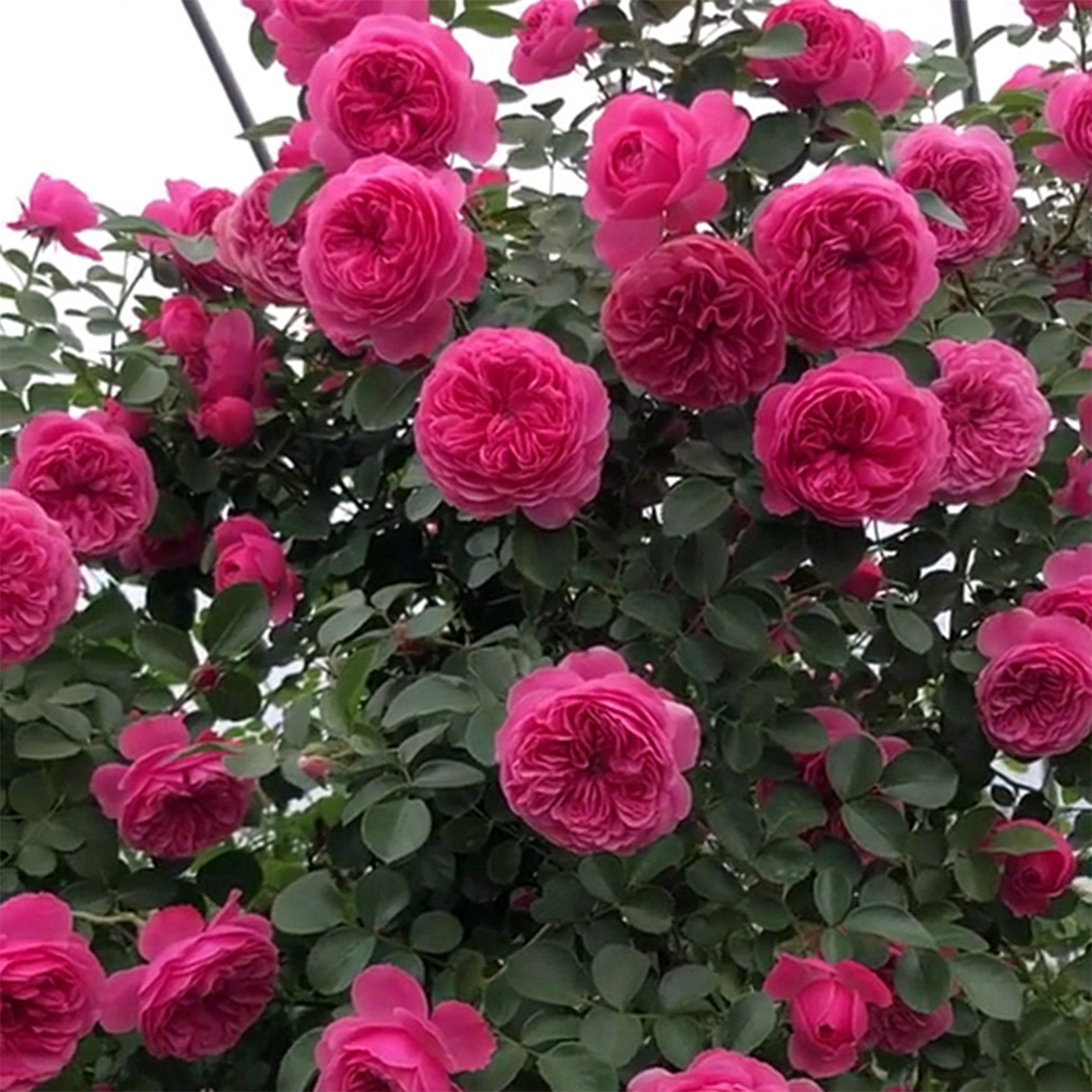 藤本月季花苗龙沙宝石大花蔷薇爬藤四季欧月庭院花卉植物盆栽耐寒