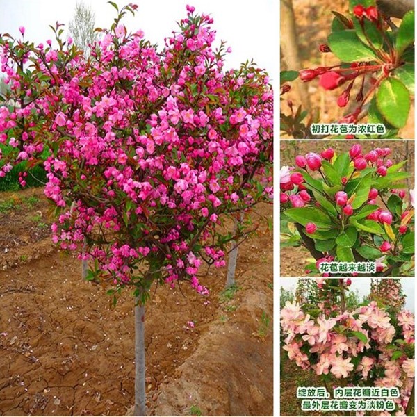 绚丽四季海棠花树苗盆栽西府海棠花庭院阳台耐寒花卉植物垂丝海