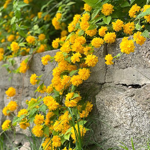 重瓣棣棠花苗盆栽耐荫爬藤攀缘花卉绿植物浓香耐寒多季开花驱蚊虫