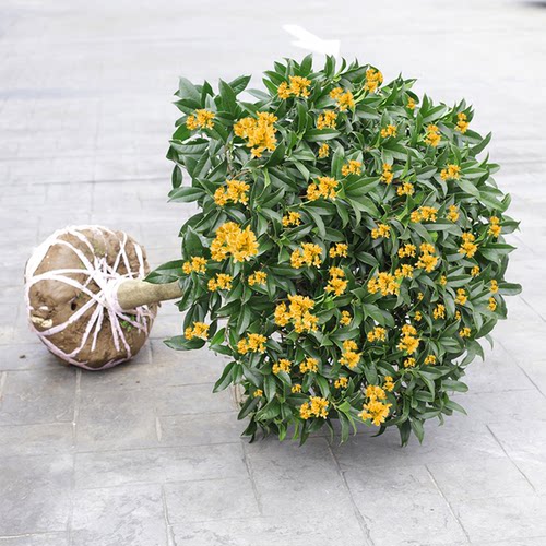 四季金桂花树苗盆栽庭院八月桂