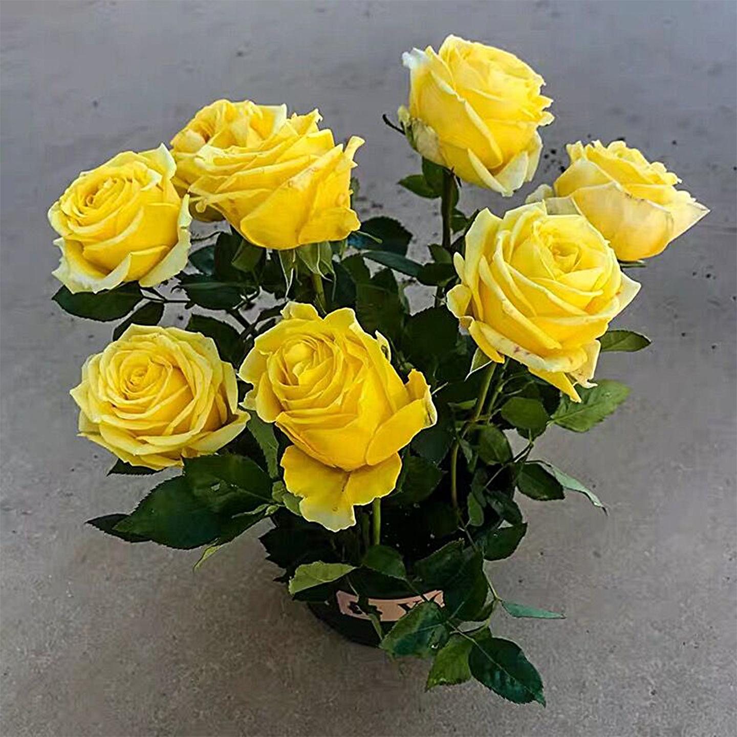 灌木月季卡罗拉花盆栽苏格兰黄油浓香玫瑰花果汁阳台庭院四季开花