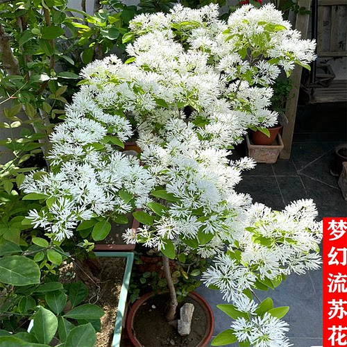 流苏树苗梦幻四月雪乌金子油根子萝卜丝花驱蚊虫庭院茶叶树盆栽花