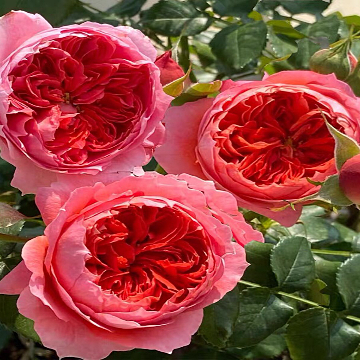 新品朱砂碗月季玫瑰大花多季开花灌木丰花月季庭院阳台植物花耐热,鲜花速递/花卉仿真/绿植园艺,月季/蔷薇/玫瑰,淘宝优惠券,粉丝福利购,淘宝优惠卷