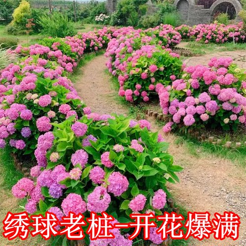大花无尽夏绣球老桩花苗盆栽阳台