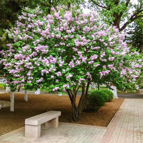 丁香花树苗浓香花卉植物庭院养