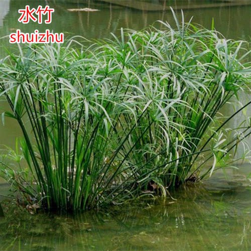 玉簪花苗盆栽金边花叶玉簪