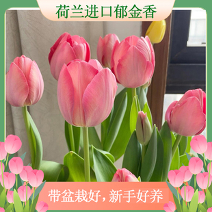 【带盆栽好】荷兰进口郁金香种球5度粉色多年开花耐寒新手好养