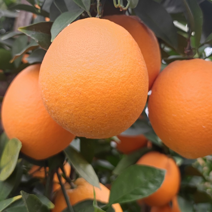 【顺丰包邮】正宗新鲜赣南脐橙送礼特级果20斤10斤包邮橙子寻乌直