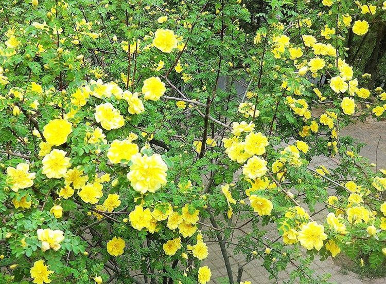 黄刺玫苗黄刺梅苗红刺玫苗庭院绿化重瓣耐寒耐旱工程绿化红刺梅苗