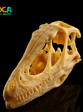 伶盗龙头骨模型恐龙头骨模型骷髅头树脂骷髅头 KLGT019