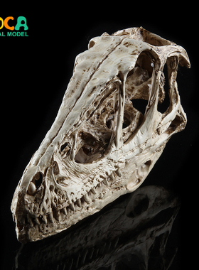 盗龙头骨模型伶盗龙头骨恐龙头骨模型骷髅头树脂骷髅头 KLGT016