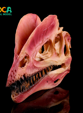 恐龙头骨工艺品展览用模型居家摆件红色双冠龙树脂骷髅头 KLGT022