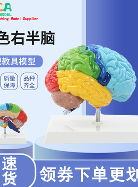 右半大脑解剖模型人体1:1神经皮质结构与功能分区医学教学器官