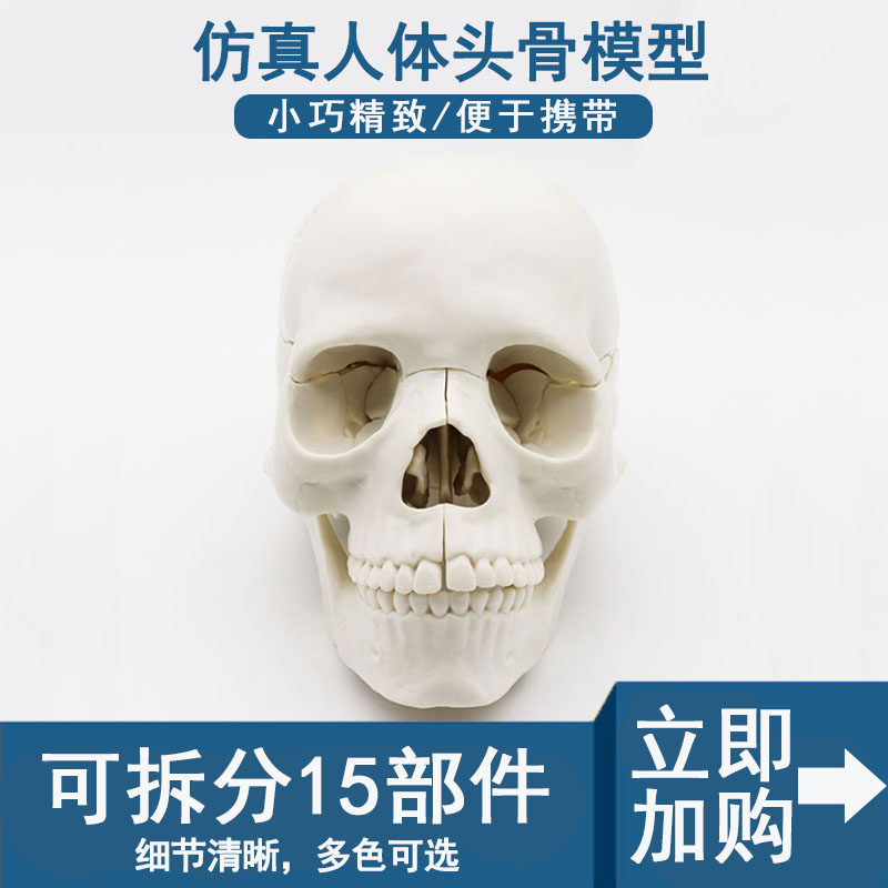 人体仿真医学可拆分15部件1:2白色头骨模型头颅医用医用教学用具