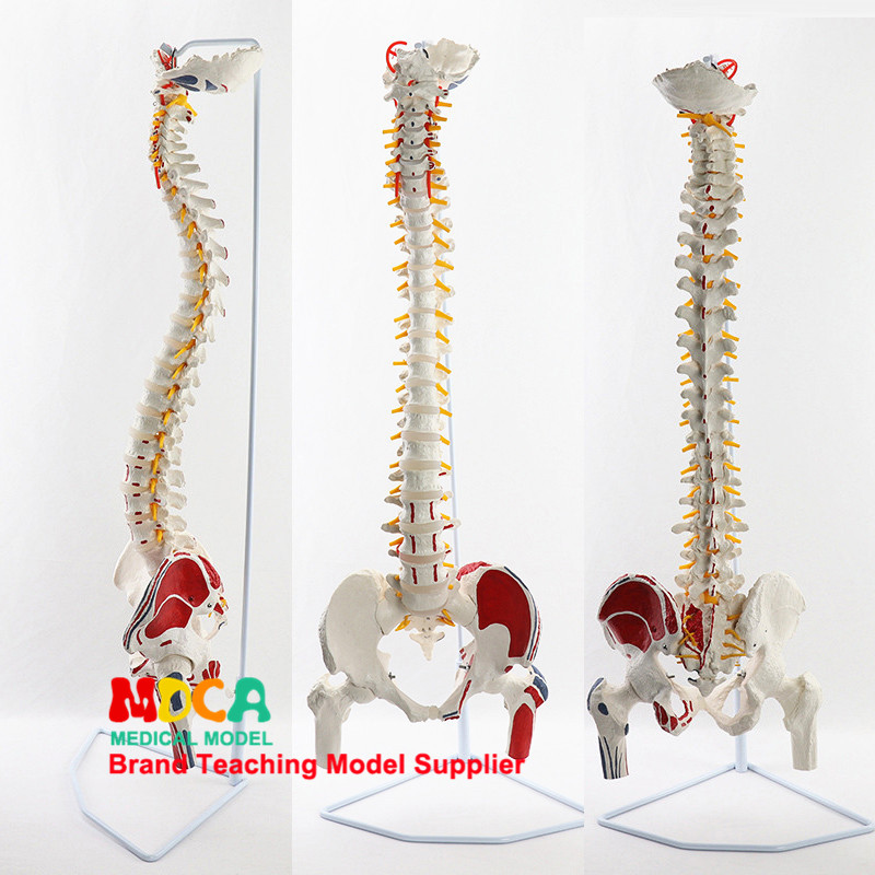 人体可活动弯曲脊椎模型盆骨股骨尾骨骨骼腰椎颈椎医用教学用具,玩具/童车/益智/积木/模型,其他模型玩具,淘宝优惠券,粉丝福利购,淘宝优惠卷