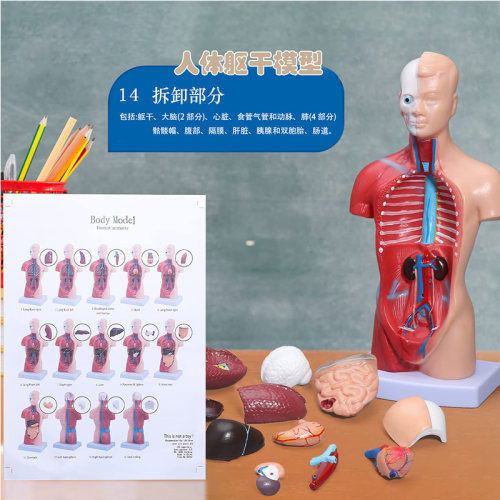 人体躯干内脏器官解剖医学模型