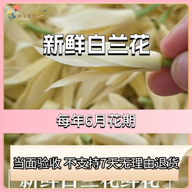 2025白玉兰鲜花缅桂花新鲜花桂花