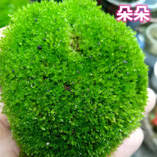 野采苔藓白发短绒朵朵星星大灰青苔雨林缸微景观盆景假山耐阴植物