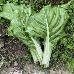 重庆农家牛皮菜新鲜甜菜厚皮菜根达菜应季蔬菜现摘厚皮君达