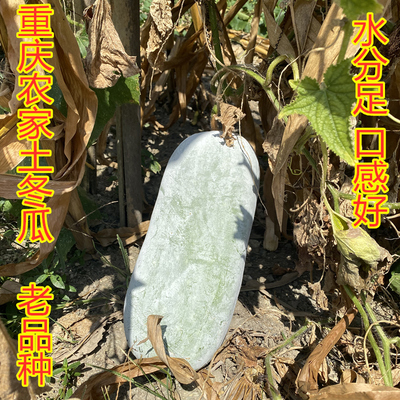 重庆农家土冬瓜小冬瓜新鲜挂霜白毛冬瓜毛节瓜清甜化渣口感好