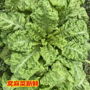 窝麻菜新鲜窝鸡菜农家自种窝苣菜叶子菜现摘现发保鲜发货