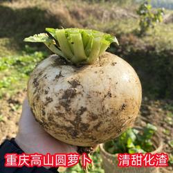 重庆圆白萝卜新鲜圆萝卜春不老萝卜农家自种土萝卜蔬菜露天种植