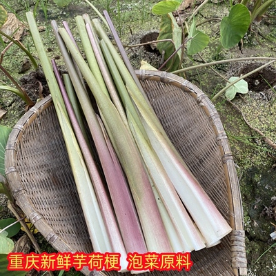 重庆芋荷梗新鲜芋头梗水芋荷杆